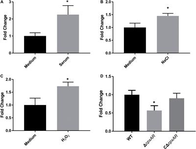 The CpxAR Two-Component System Contributes to Growth, Stress Resistance, and Virulence of Actinobacillus pleuropneumoniae by Upregulating wecA Transcription